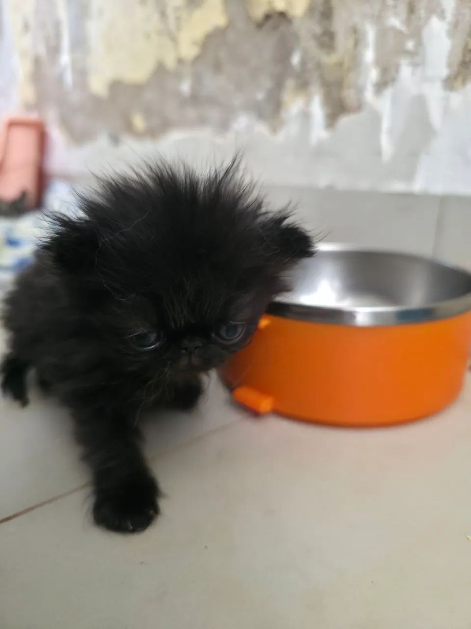 Gato preto  Persa macho  - Foto 2