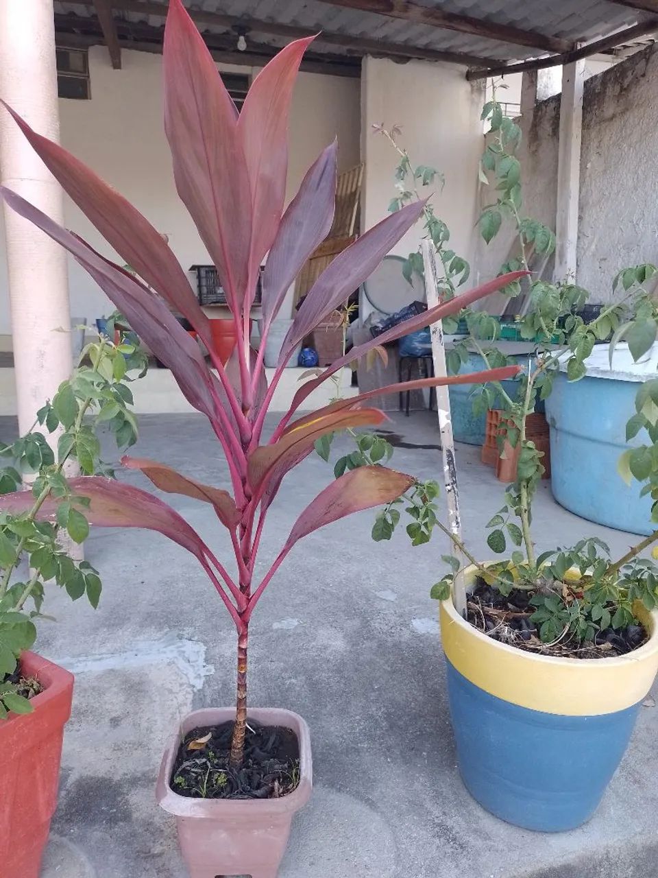 Planta 
