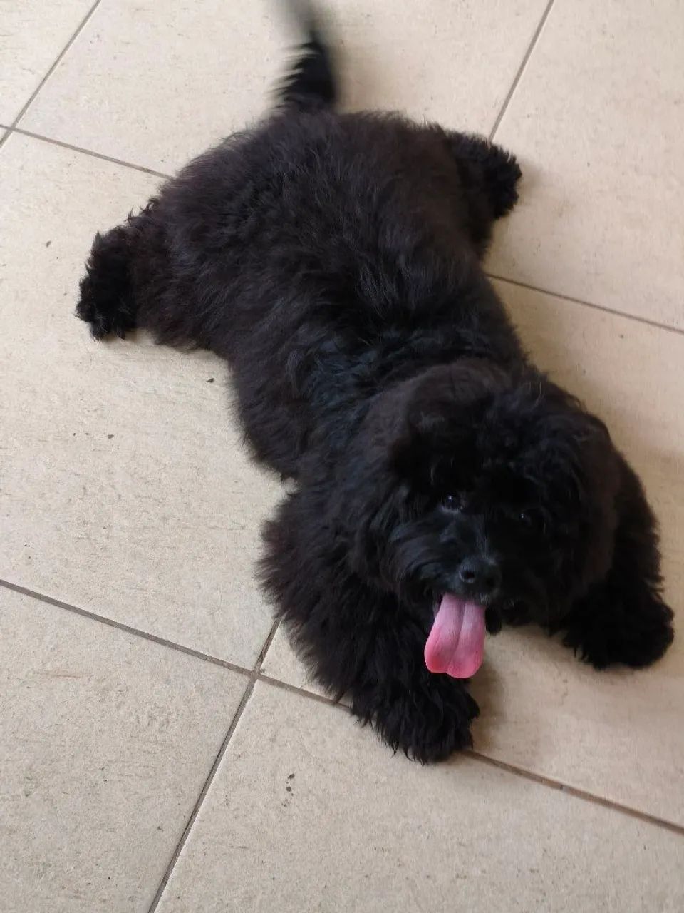 Poodle com Maltês Macho com 5 Meses 