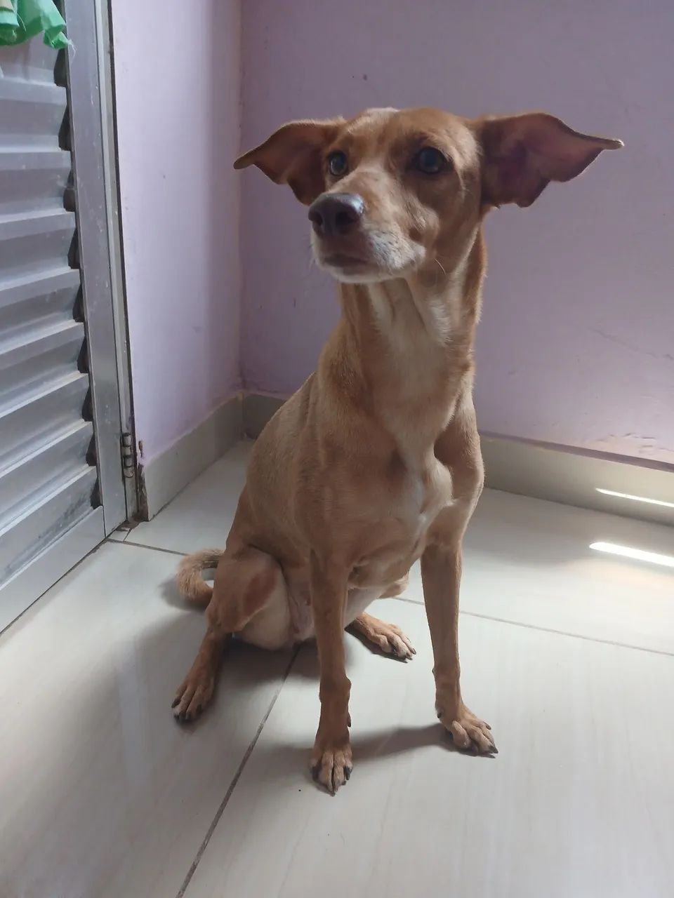 Doação de um Pet 