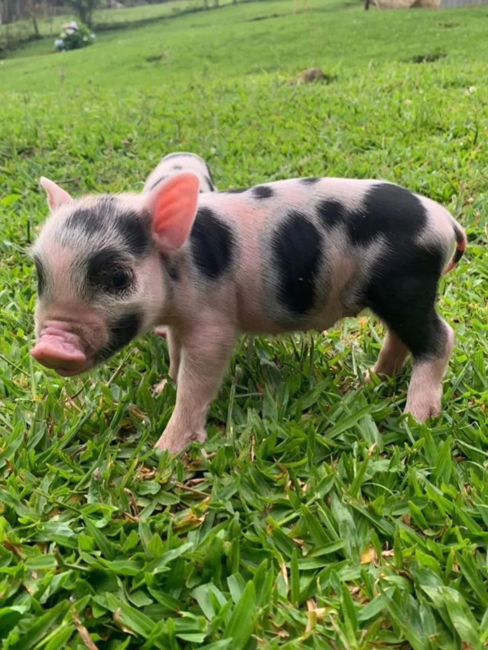 Mini Pig filhote porco - Foto 3