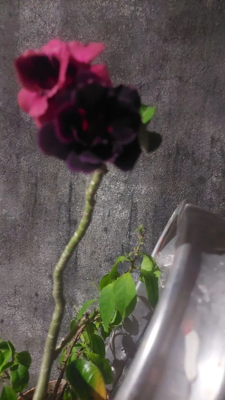 Rosa do deserto   - Foto 2