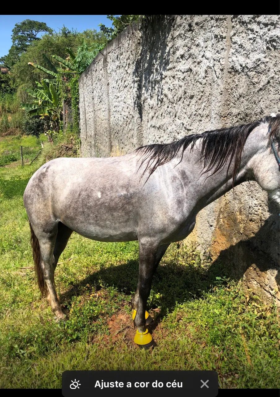 Cavalo - Foto 4