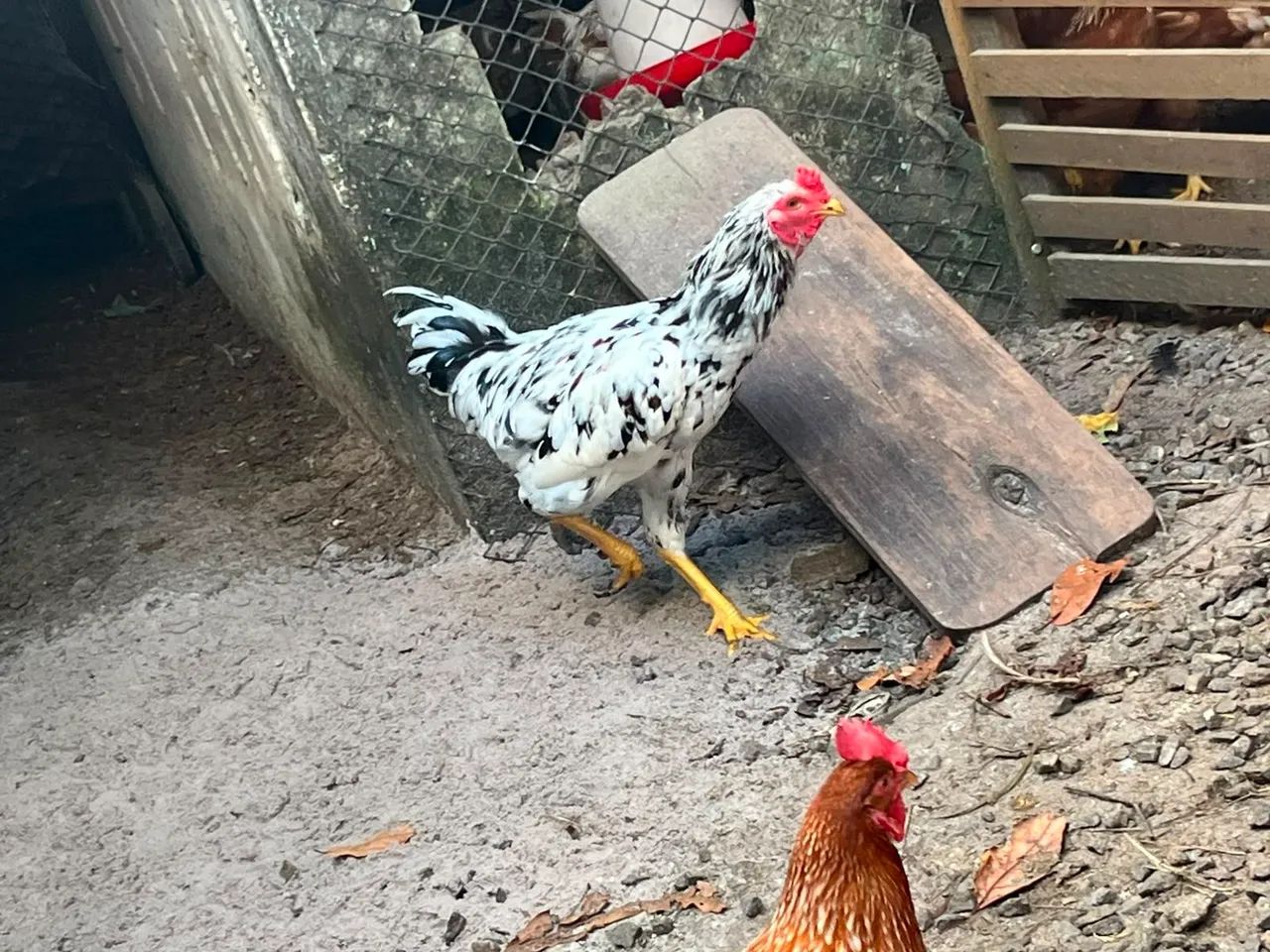 Frango de capoeira  - Foto 2