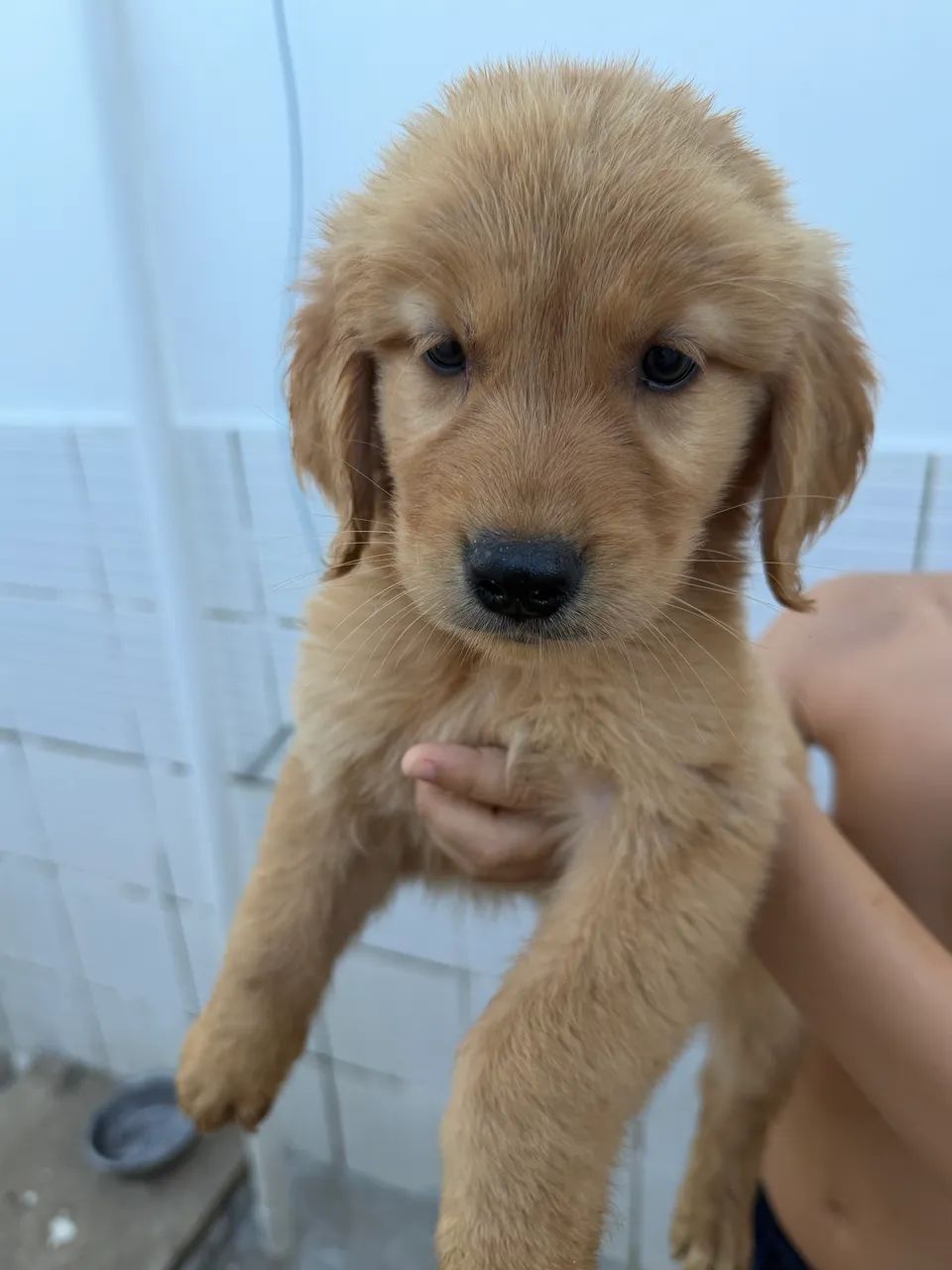 Golden retriever  - Foto 2