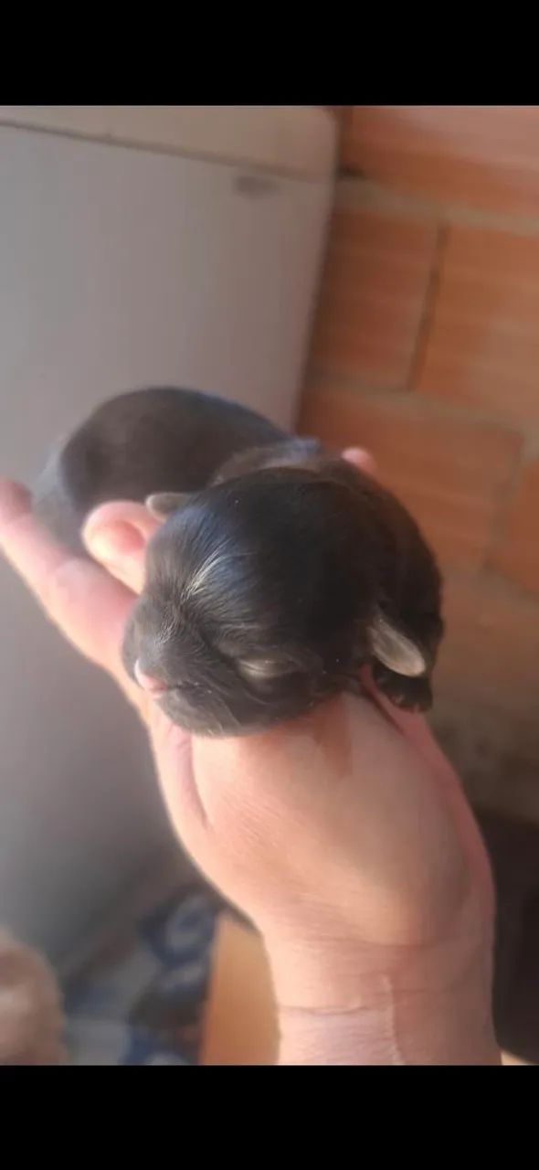 Shitzu  - Foto 3