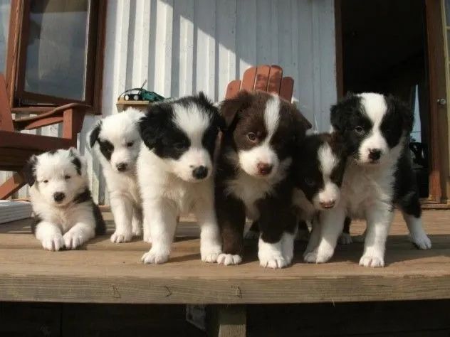 Border Collie 