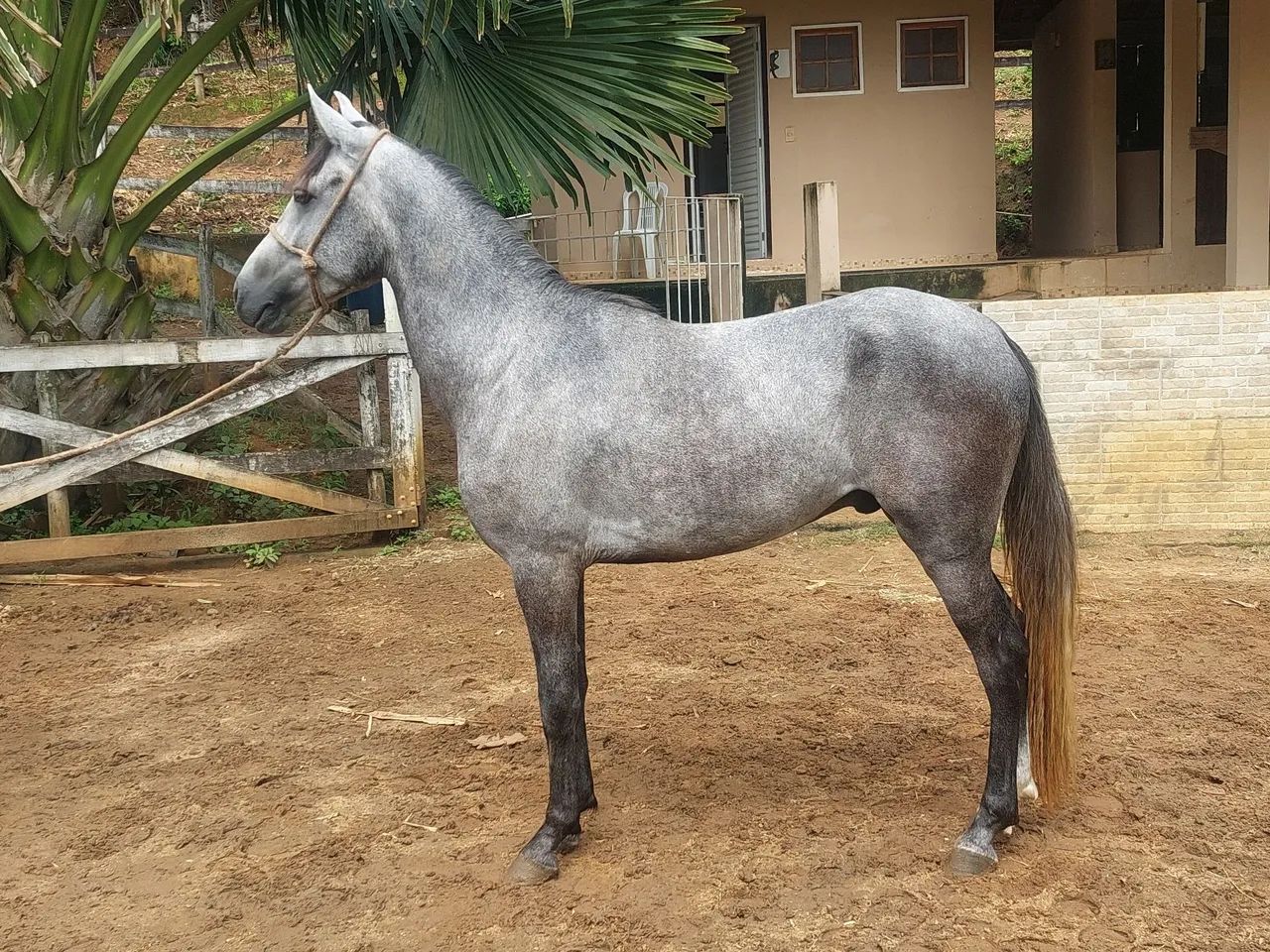 Cavalo m marchador 3 anos top de marcha montado parcelado - Foto 4