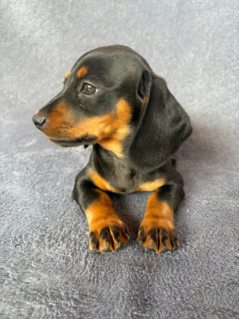 Dachshund fêmea 