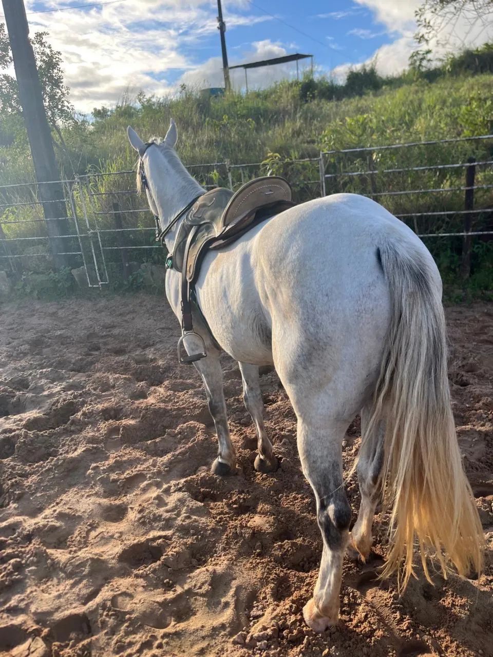 Cavalo QM - Foto 5