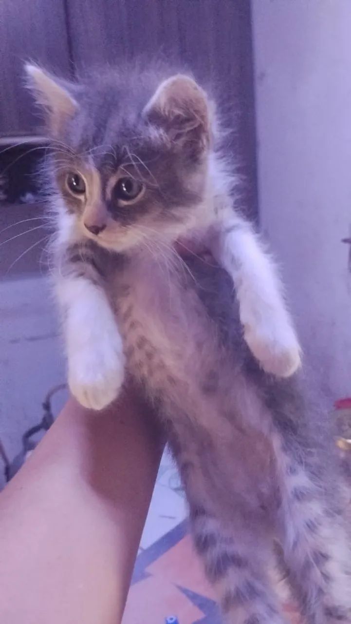 Gato para doação  - Foto 2