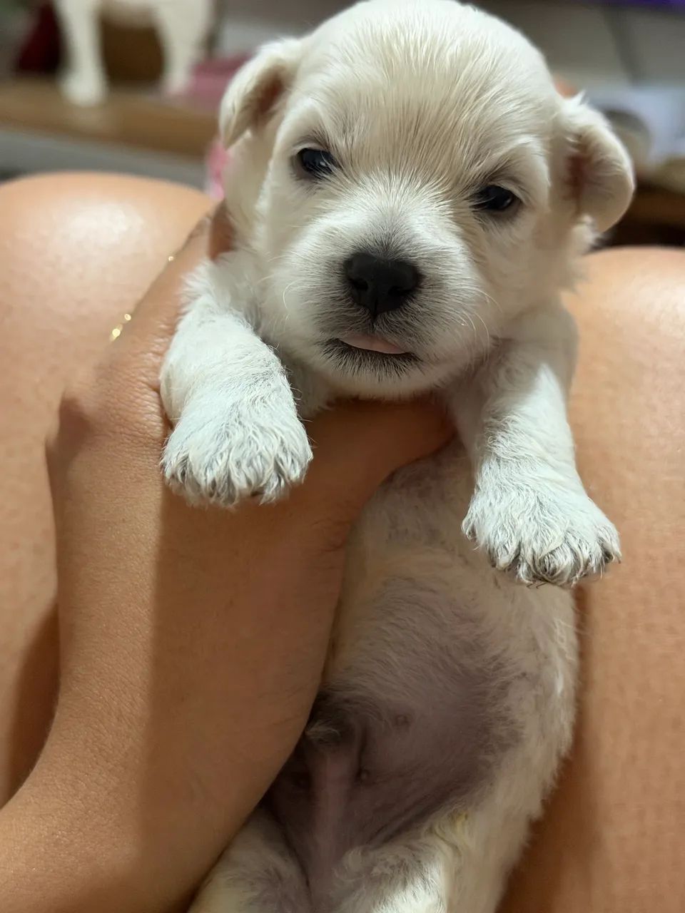 Poodle toy 