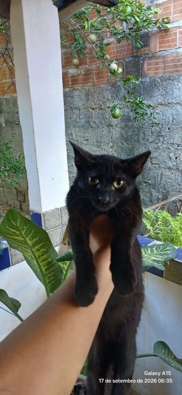 Gato para doação 