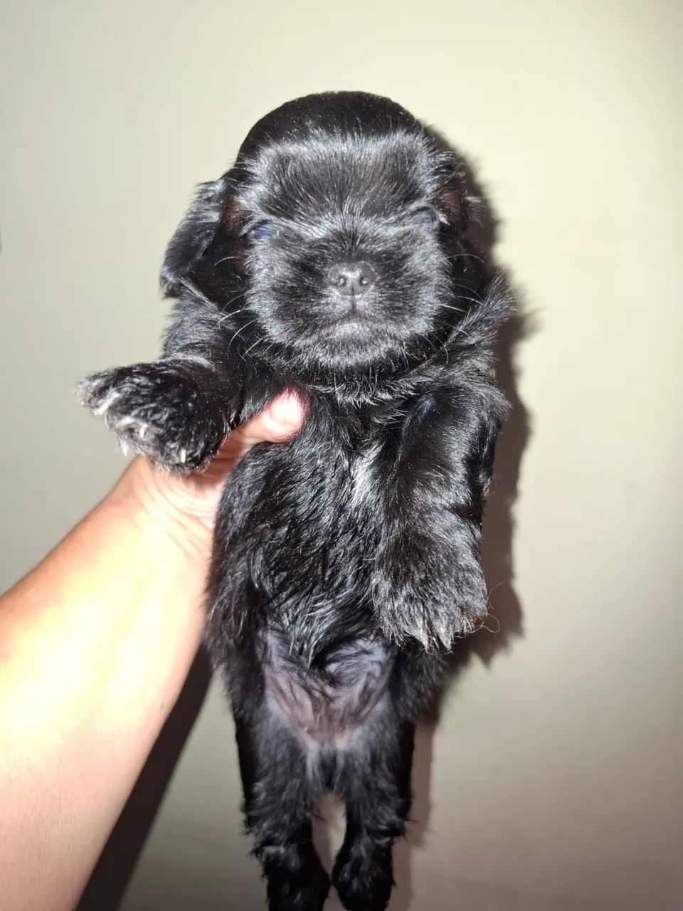 Filhotes Shitzu - Foto 6