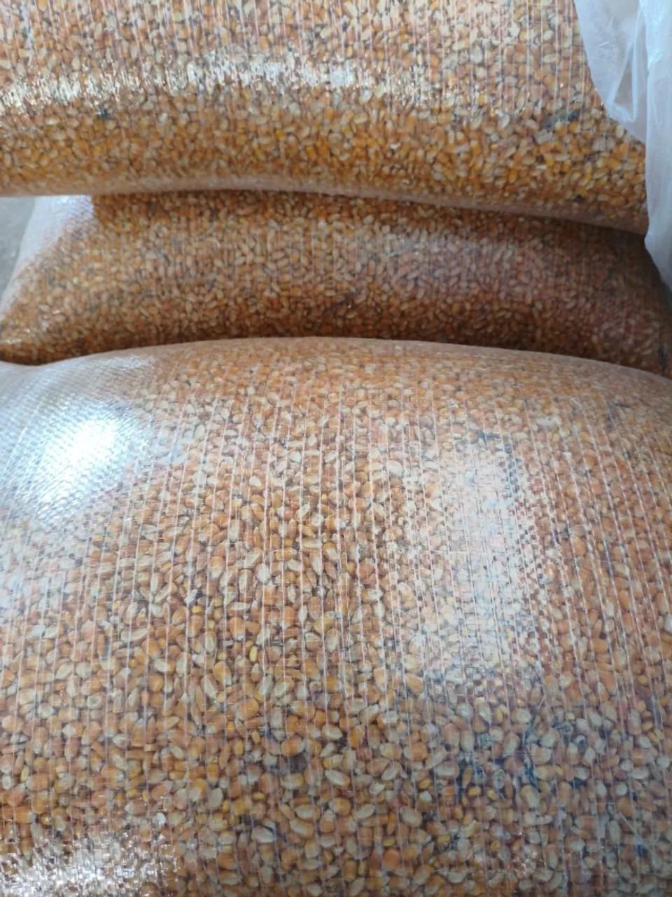 Venda de Milho e Fubá direto do produtor. Produto 2026, alta qualidade e sem cheiro! - Foto 2
