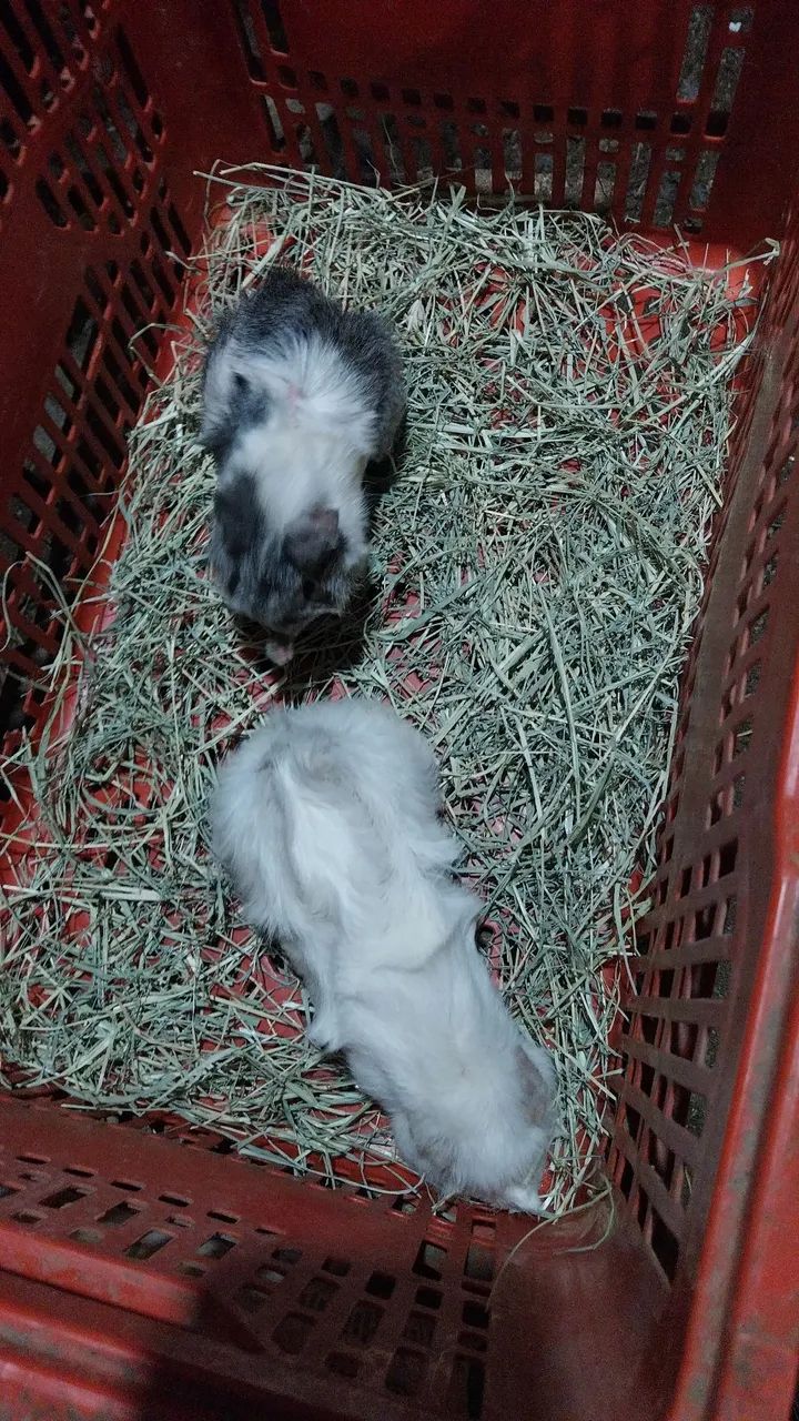 Porquinhos da Índia   - Foto 5