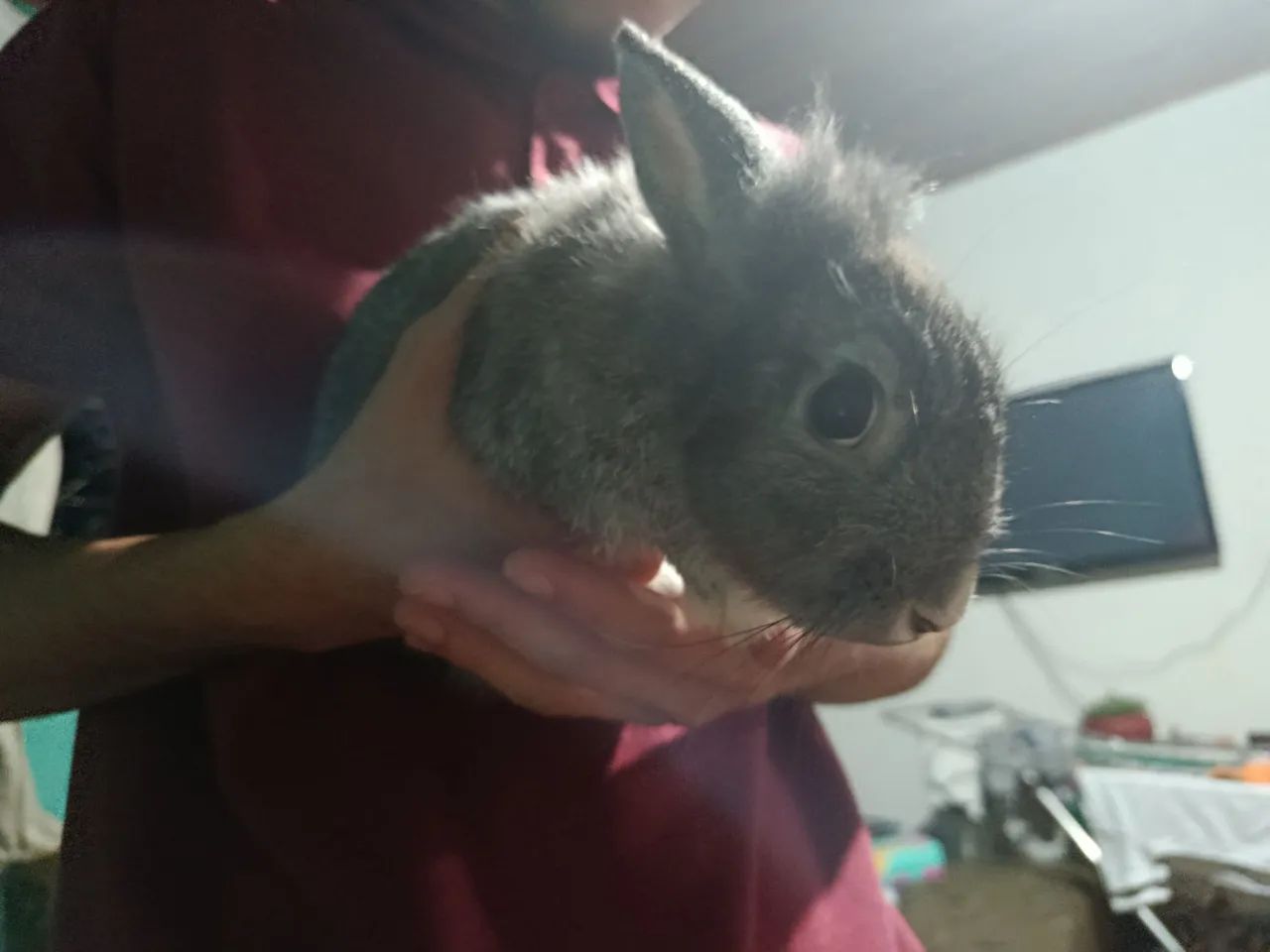 Coelho e gaiola  - Foto 3