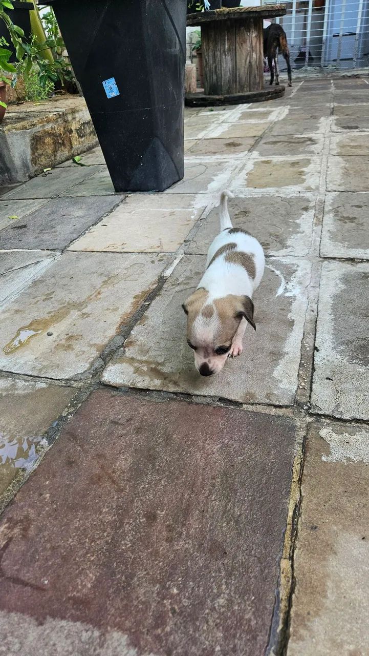 Doação de cachorrinhos. 