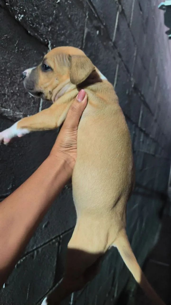 Filhotes de Pit Bull com Pit monster  - Foto 4