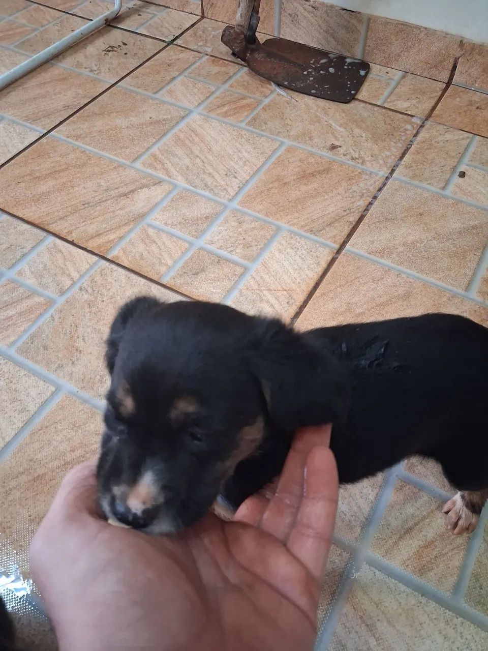 Doação de Cachorros - Foto 4
