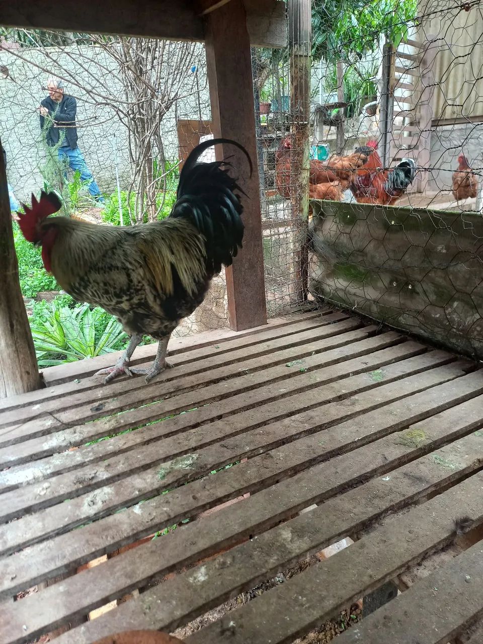 Frango  - Foto 2