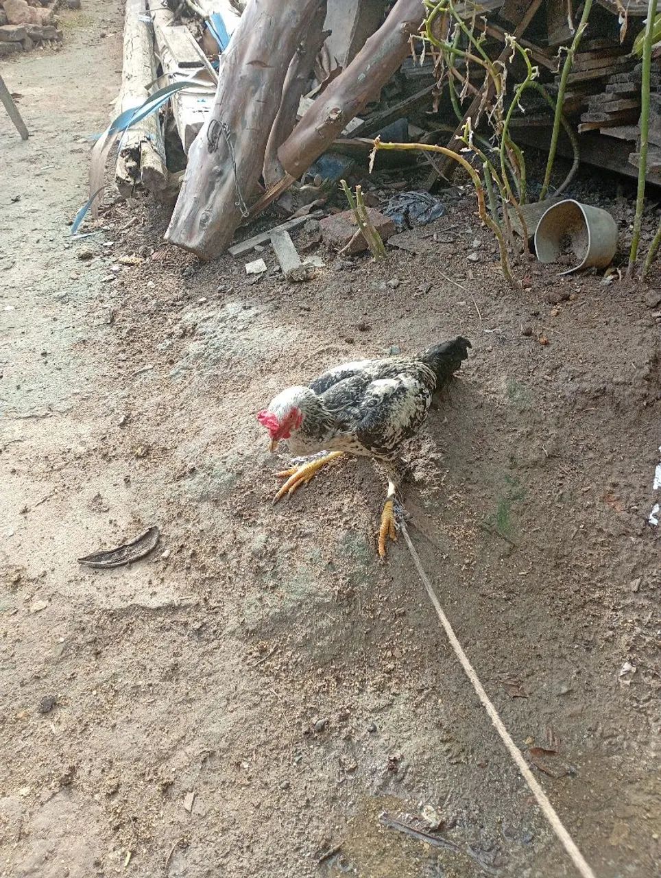Vende-se 2 frango caipira - Foto 2