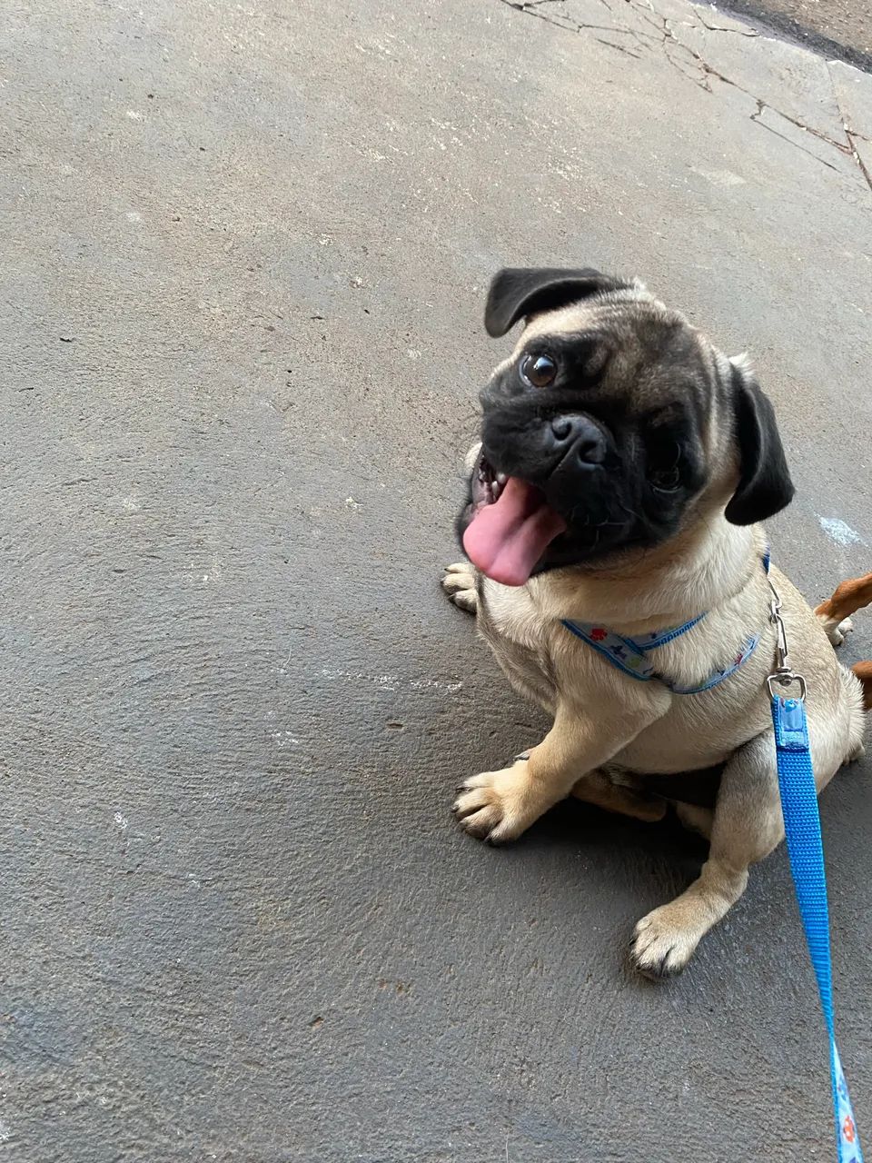 Pug