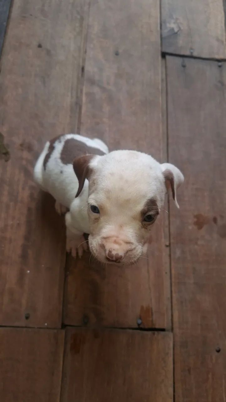 Filhotes pitbull