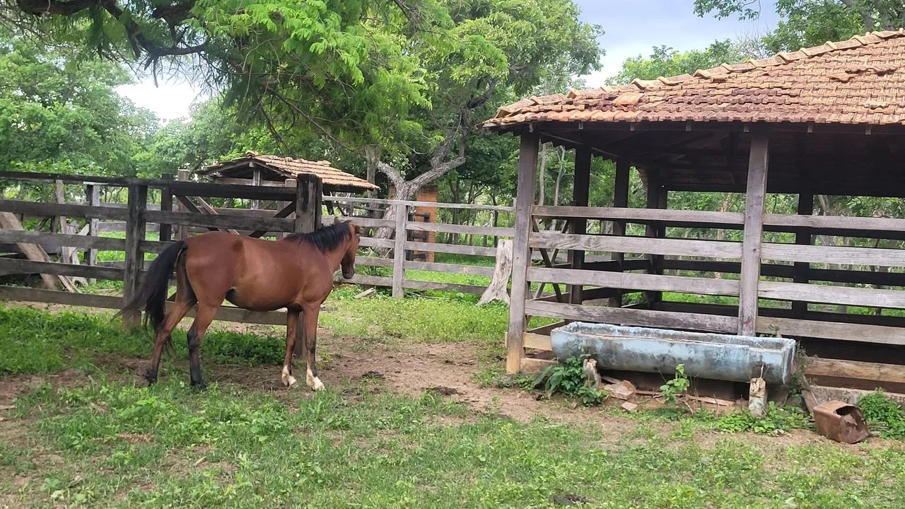 Vende-se égua muito mansa está preia de um cavalo muito bom a égua tem viageiro - Foto 3
