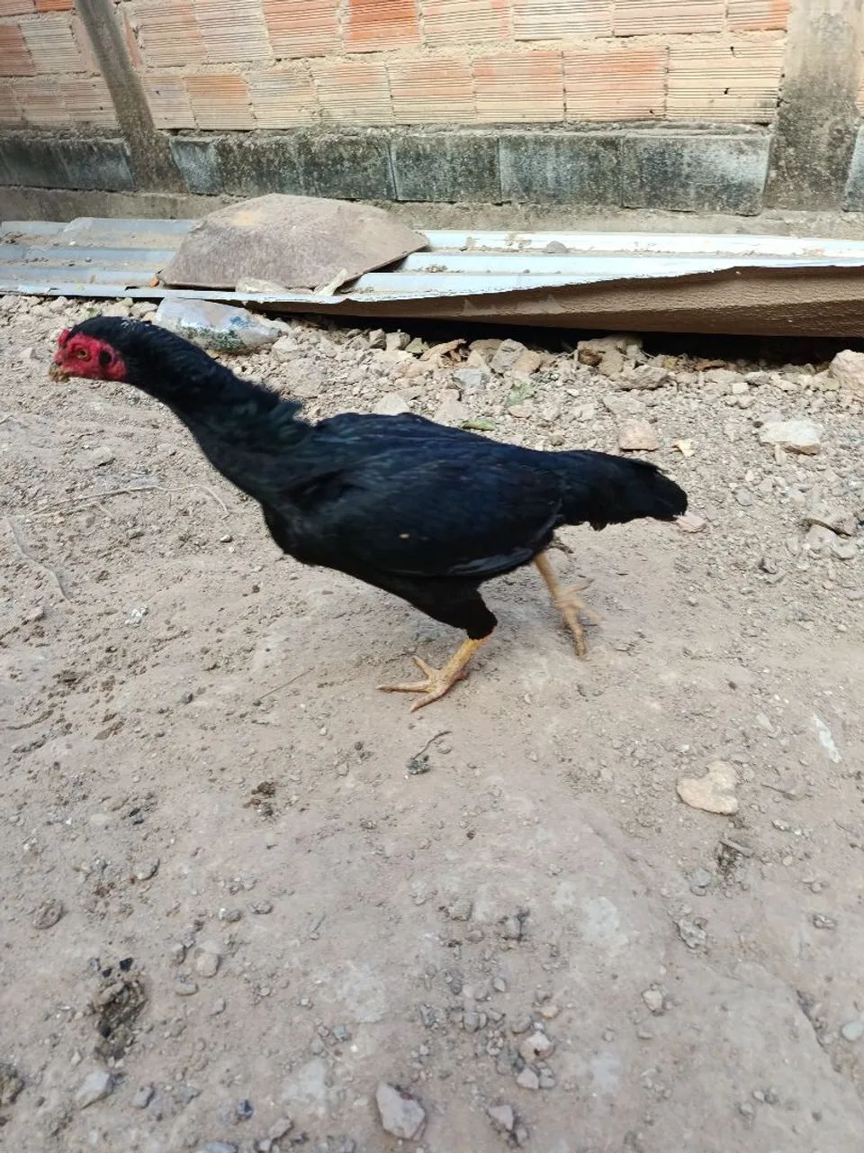 Frangas indias japonesa
