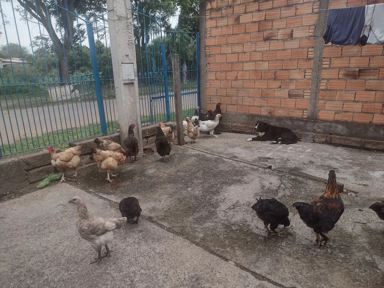 vendo frangos e franga Brama e caipira todos por 800,00 reais - Foto 6