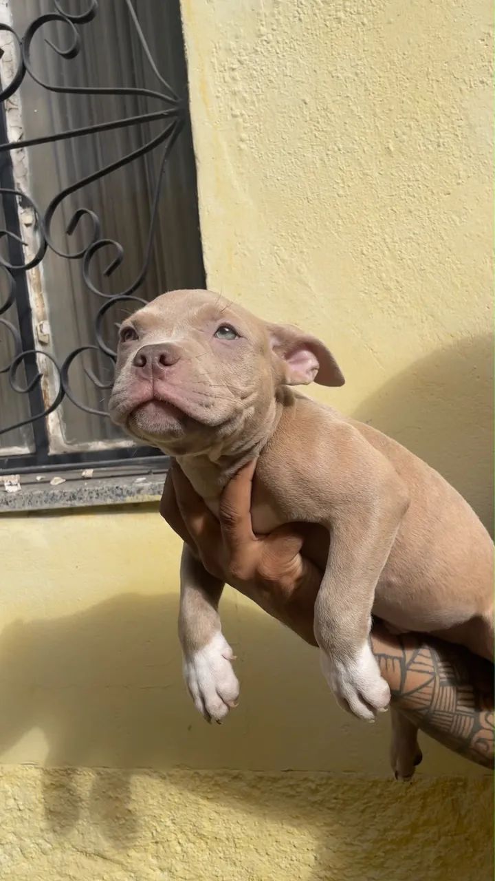 American Bully - Foto 3