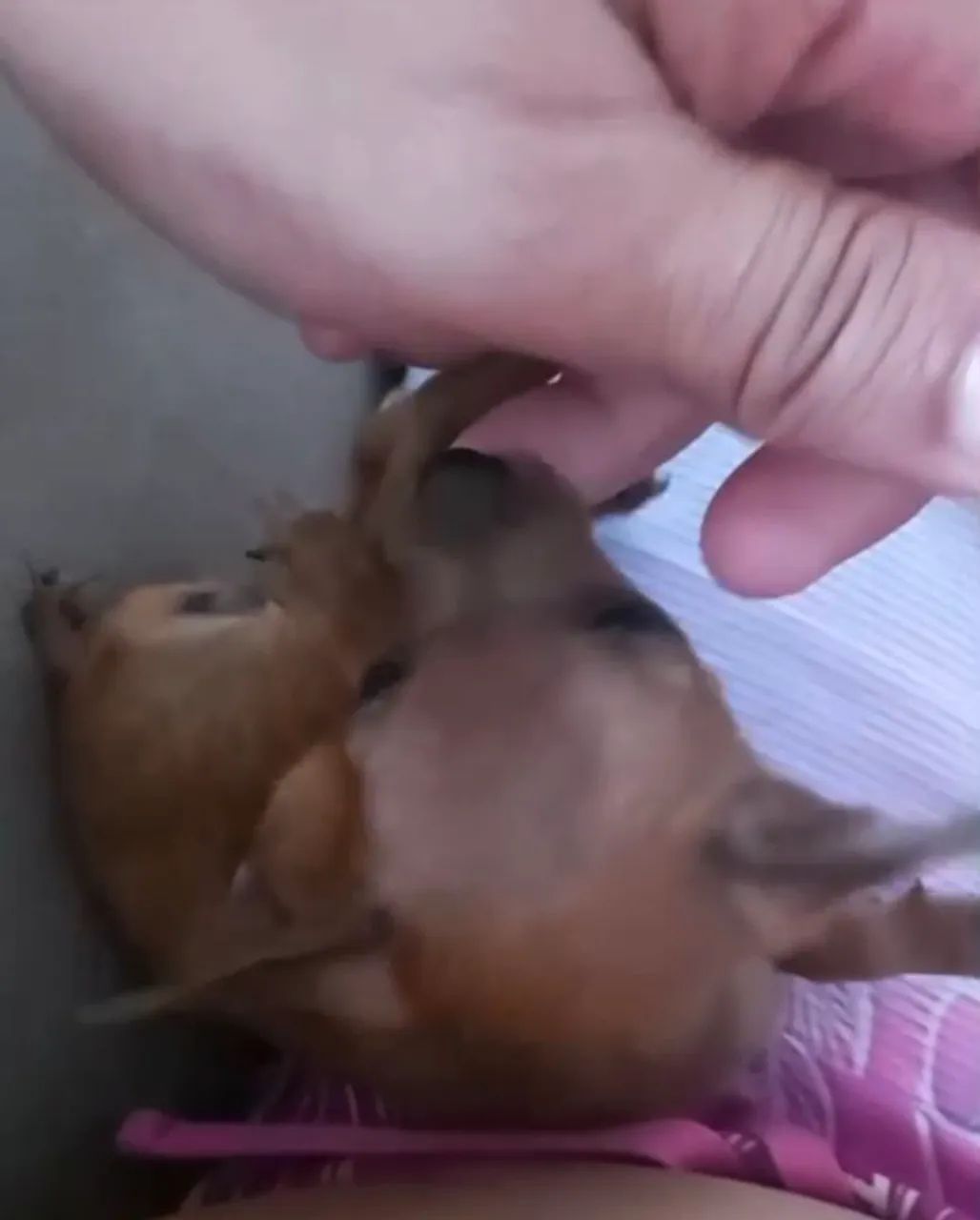 Filhote de Pinscher  - Foto 2