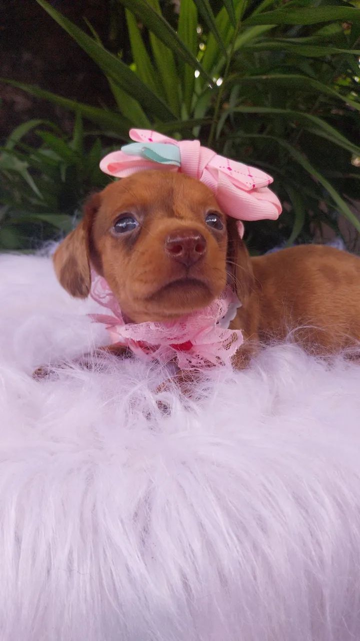 Dauschund mini - Foto 6