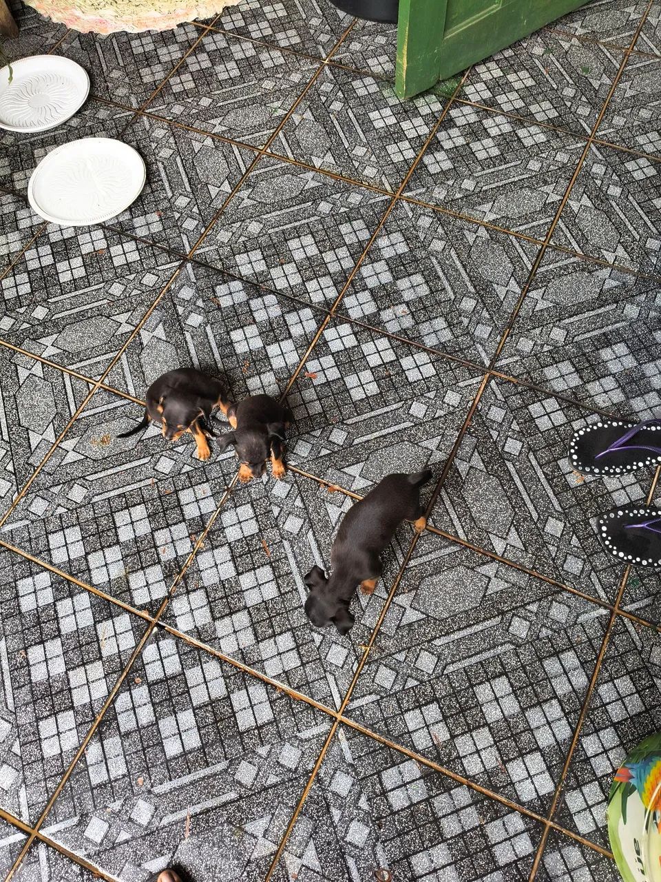 ESTOU VENDENDO PINSCHER FILHOTE  - Foto 4