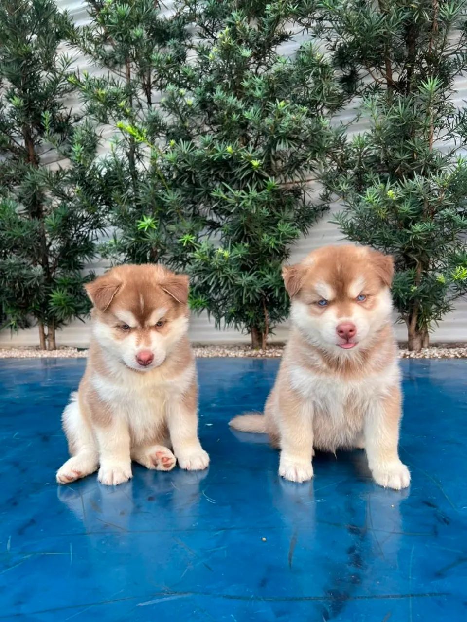 Husky siberiano 