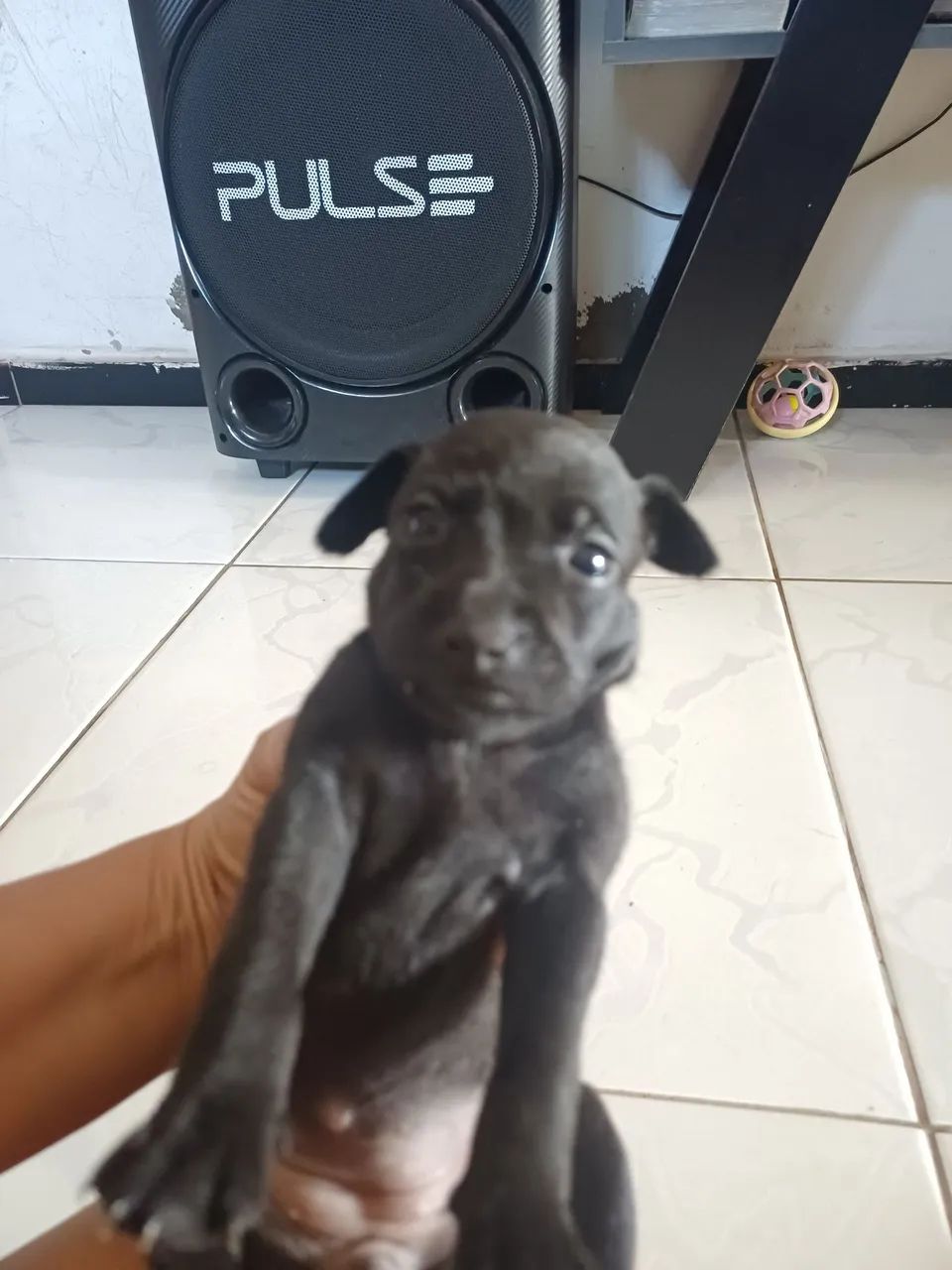 Pinscher 