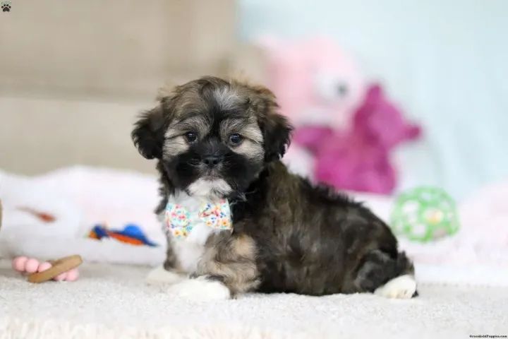 Lhasa Apso pronta entrega - venha conferir