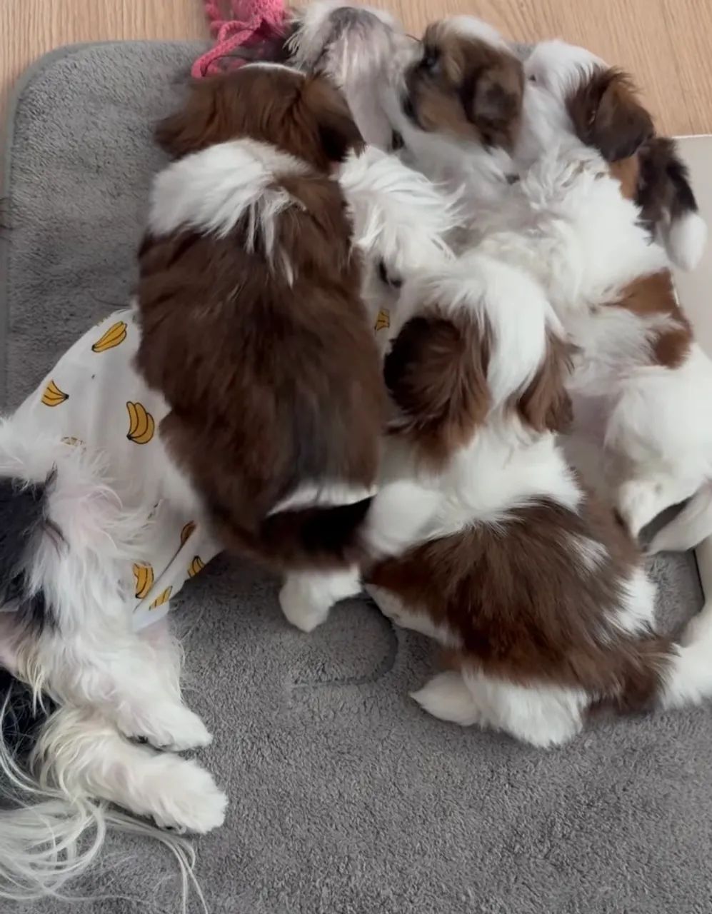 Shih tzu zero