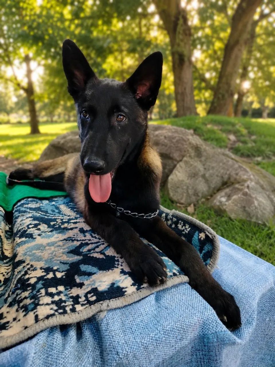 Pastor de Malinois 