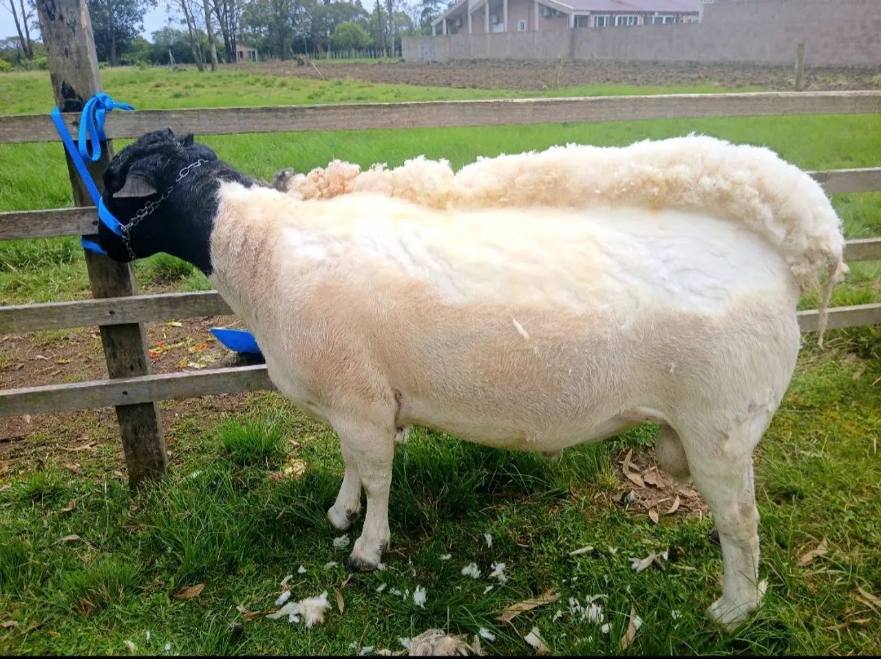 Carneiro Dorper - Foto 3