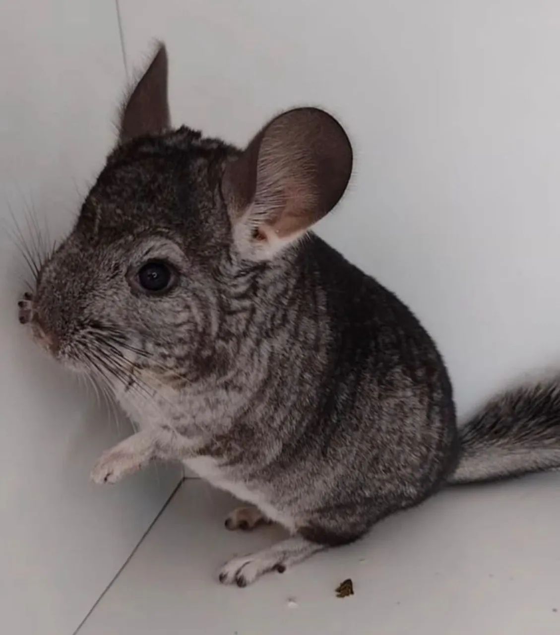 Chinchila