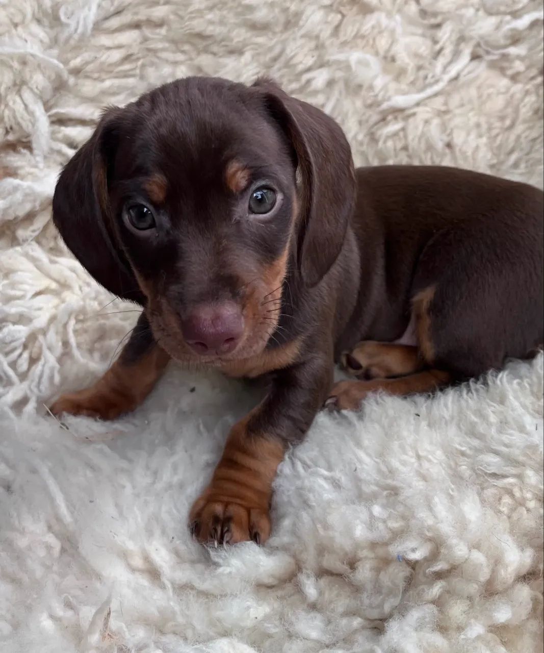 Filhotes dachshund (Machos)  - Foto 2