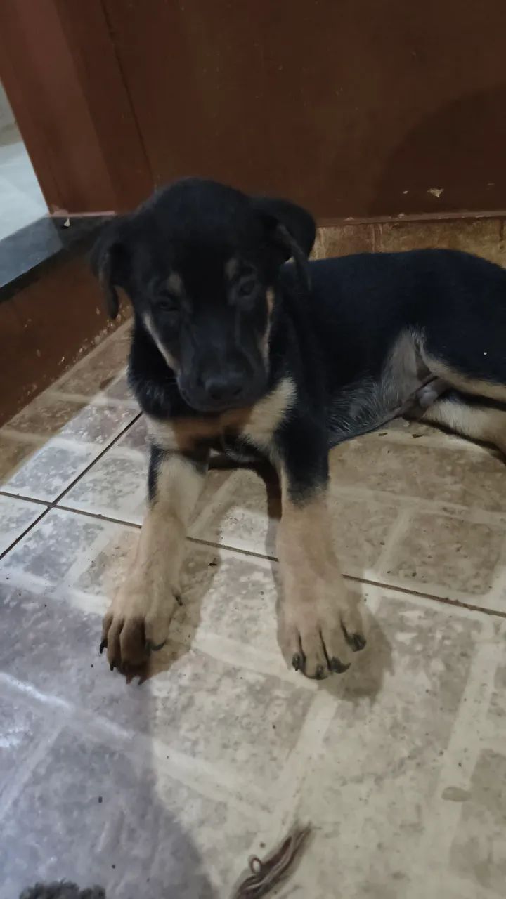 FILHOTE rottweiler fêmea e macho - Foto 4