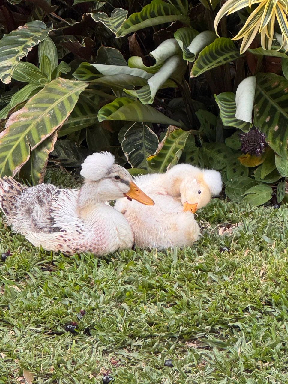 Marreco de Pompom  - Foto 2