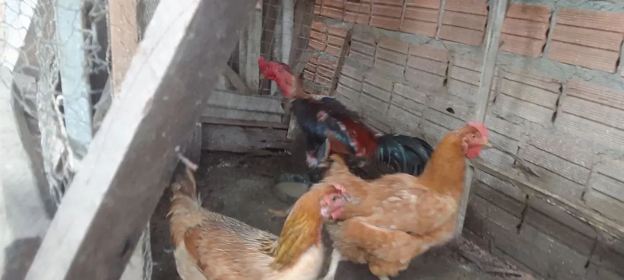 Vendas de galinhas e galos e faranguinhas - Foto 3
