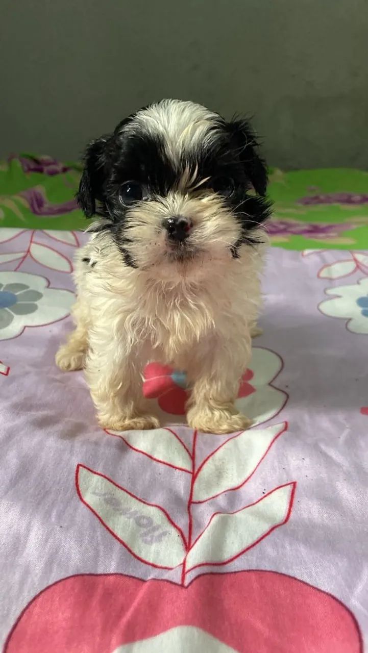 Cachorro shih Tzu - Foto 2