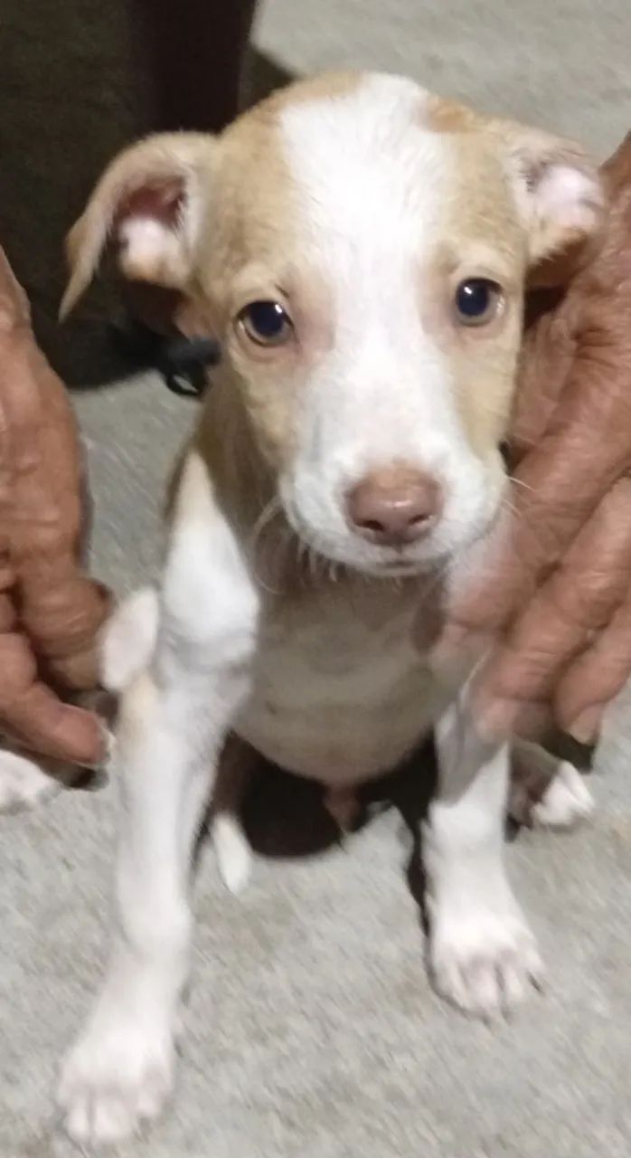 Doação filhote de 2 meses macho 