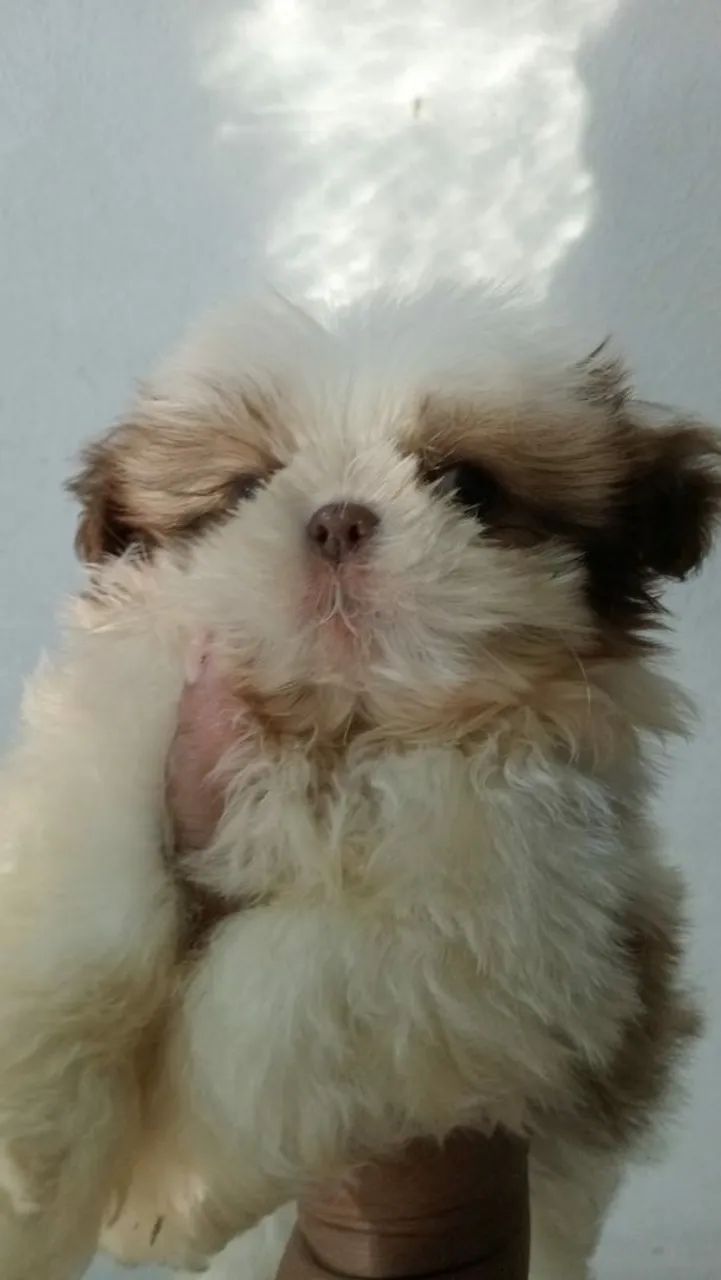 shitzu  - Foto 4