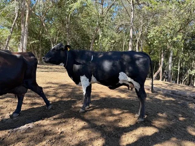 Vacas de Leite - Foto 3